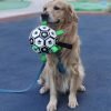 Dog Football Toy
