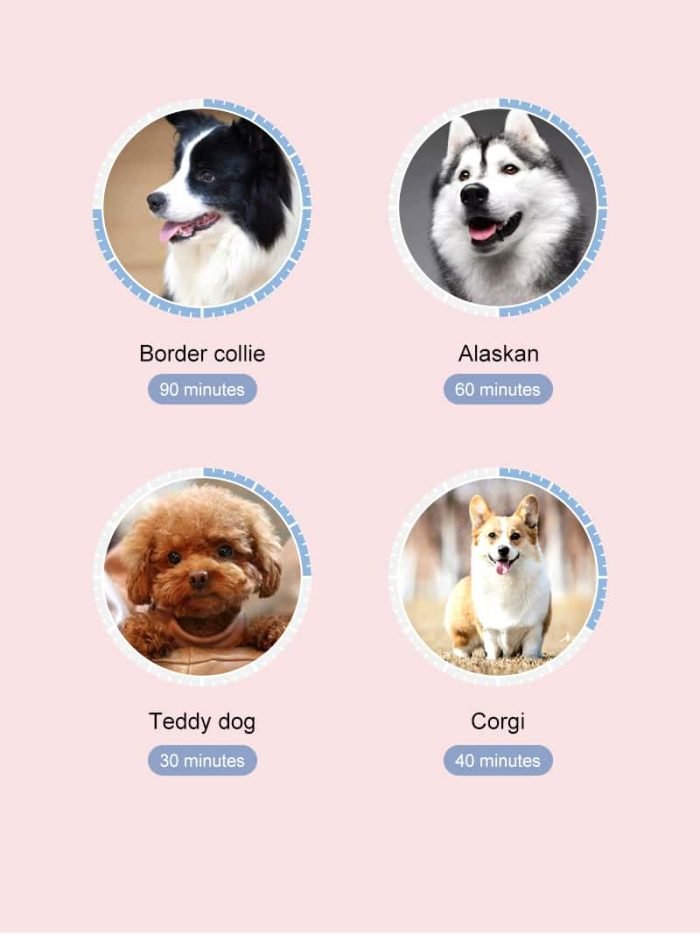 2m Long LED Dog Leash-Black