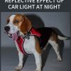 Reflective Dog Harness-Black